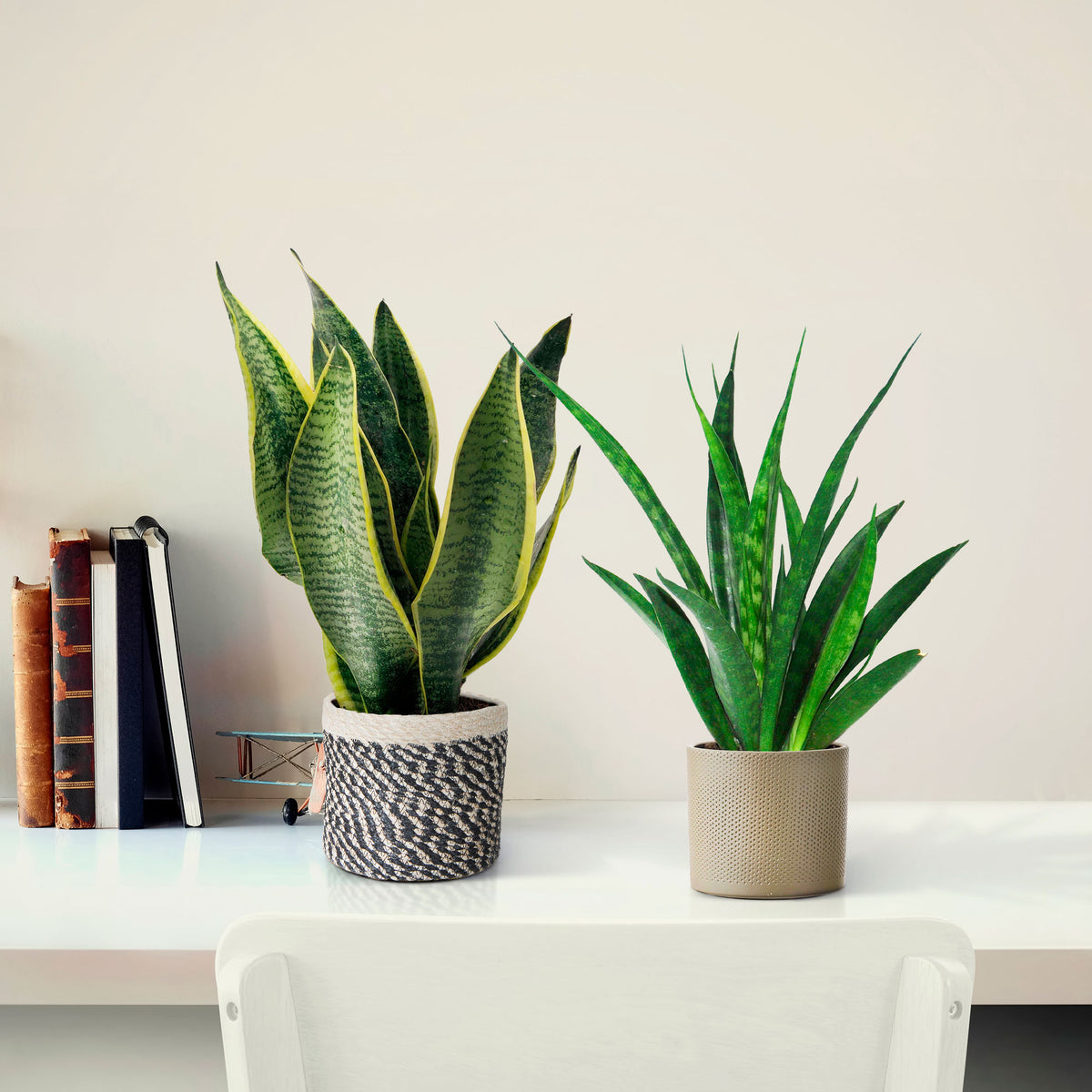 1x Snake plant Sansevieria 'Futura Superba ' + 1x Sansevieria 'Friends'