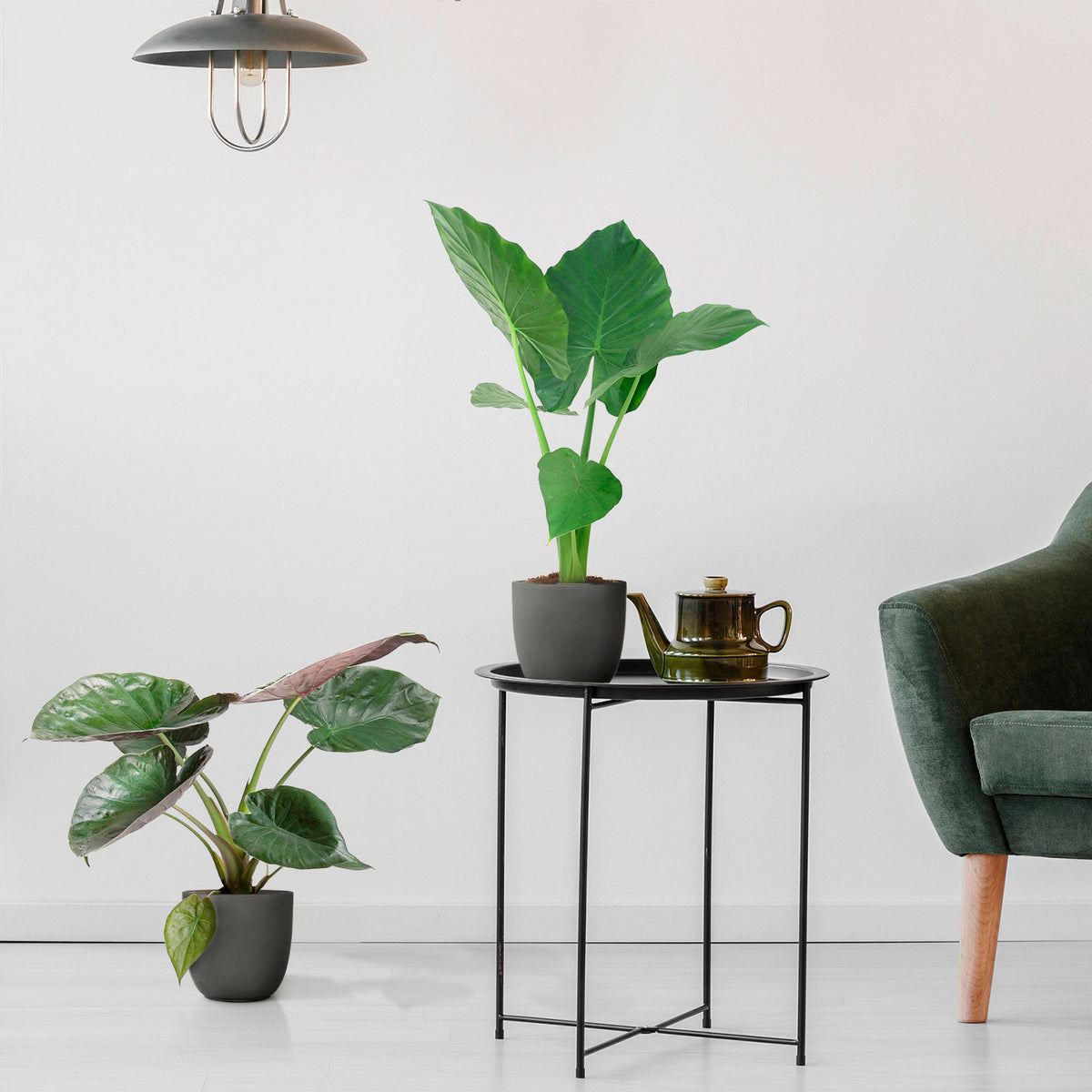 1x Elephant's ear Alocasia wentii + 1x Elephant's ear Alocasia macrorrhizos
