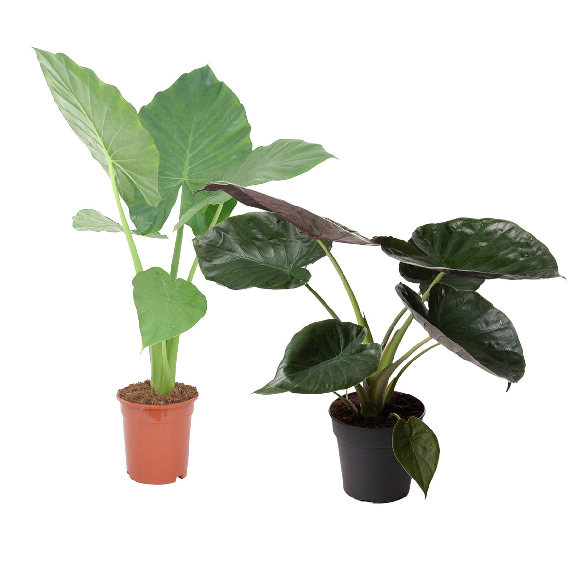 1x Elephant's ear Alocasia wentii + 1x Elephant's ear Alocasia macrorrhizos