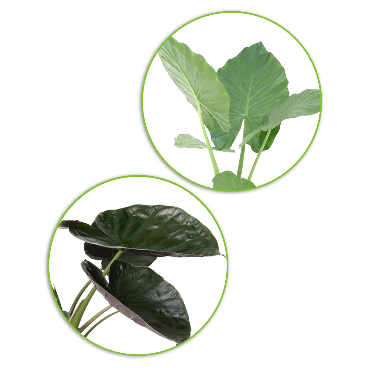 1x Elephant's ear Alocasia wentii + 1x Elephant's ear Alocasia macrorrhizos