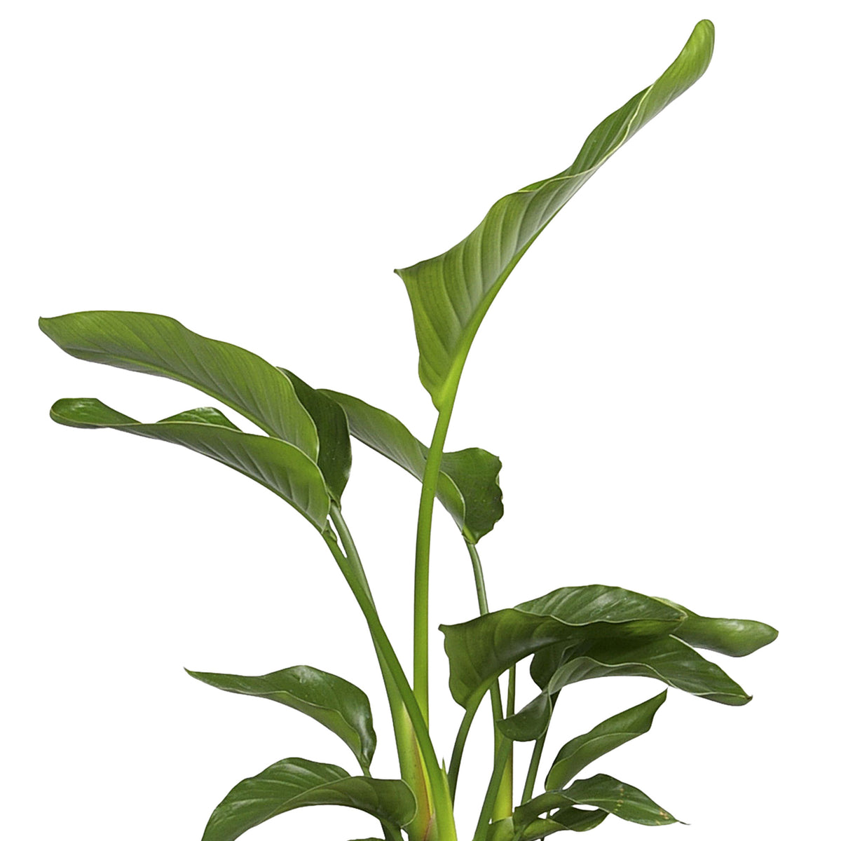 Bird of paradise plant Strelitzia nicolai with natural-coloured wicker basket