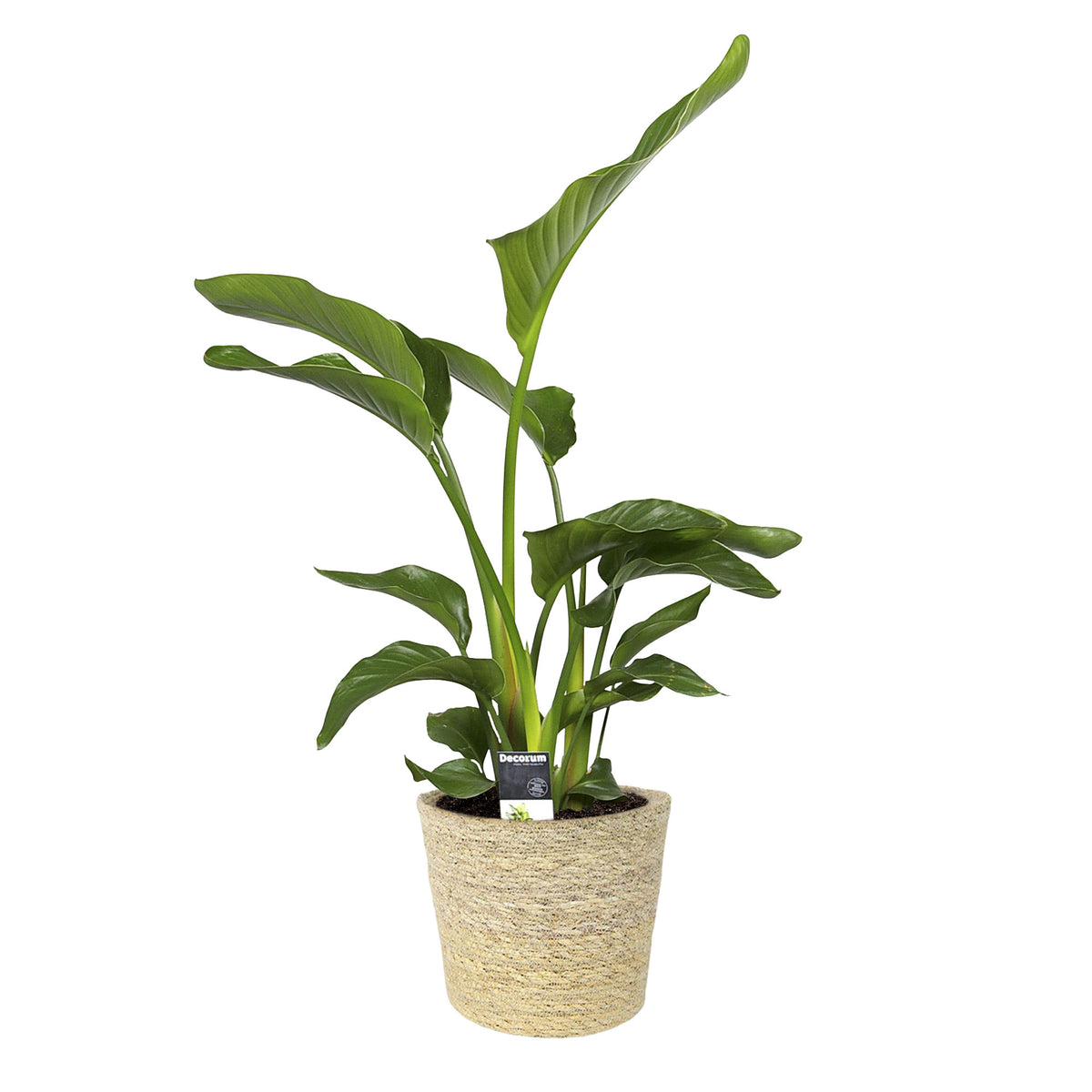 Bird of paradise plant Strelitzia nicolai with natural-coloured wicker basket