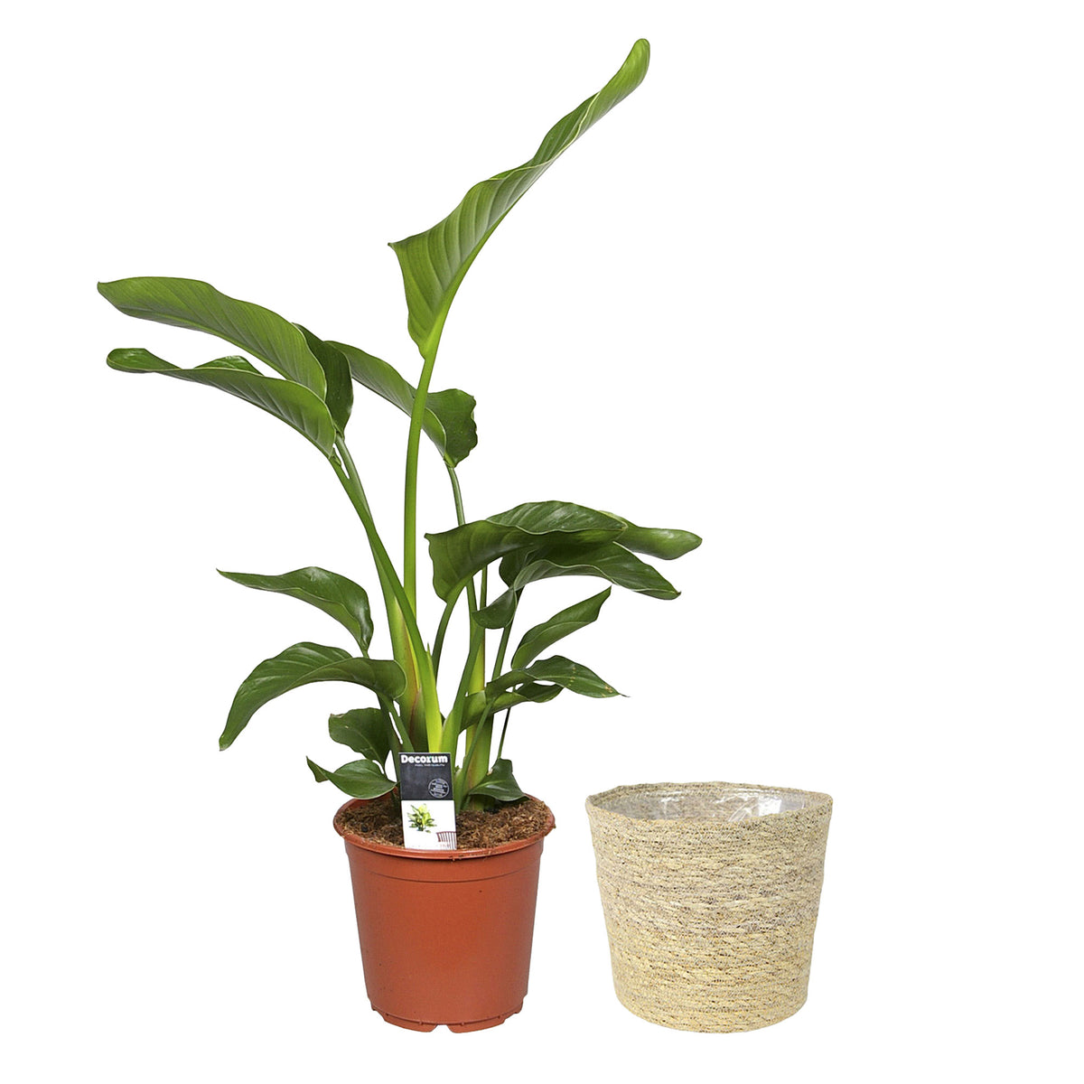 Bird of paradise plant Strelitzia nicolai with natural-coloured wicker basket