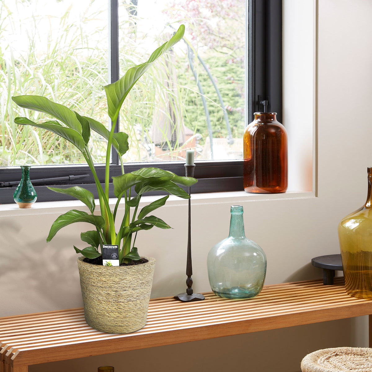 Bird of paradise plant Strelitzia nicolai with natural-coloured wicker basket