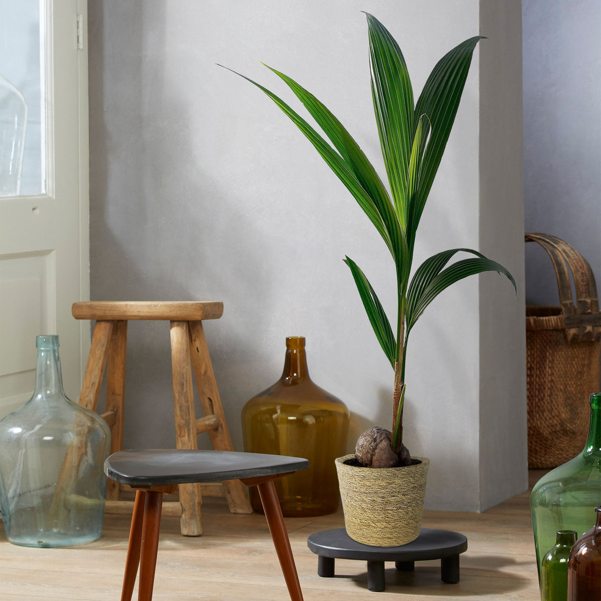 Coconut palm Cocos nucifera incl. natural-coloured wicker basket