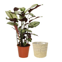 Shadow plant Calathea 'White Star' with natural-coloured wicker basket