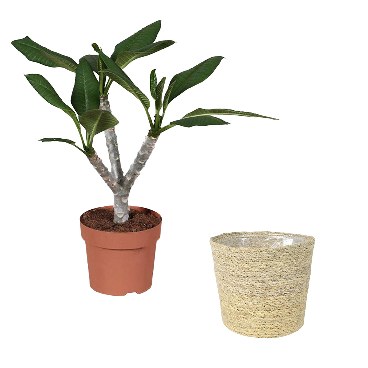 Temple Tree Frangipani Plumeria 'Hawaiian' Pink incl. natural-coloured wicker basket