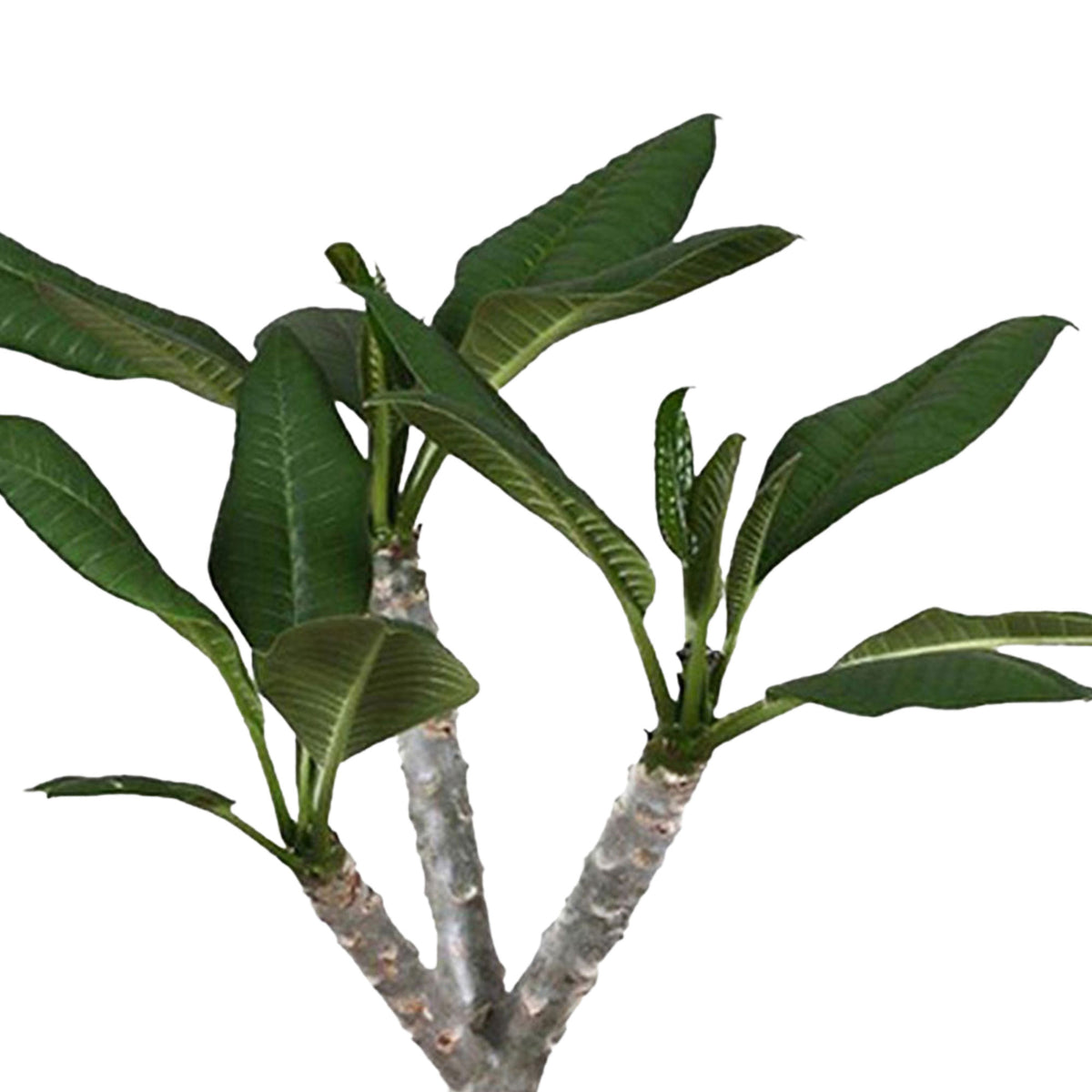 Temple Tree Frangipani Plumeria 'Hawaiian' Pink incl. natural-coloured wicker basket