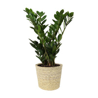 ZZ Plant Zamioculcas zamiifolia incl. natural-coloured wicker basket