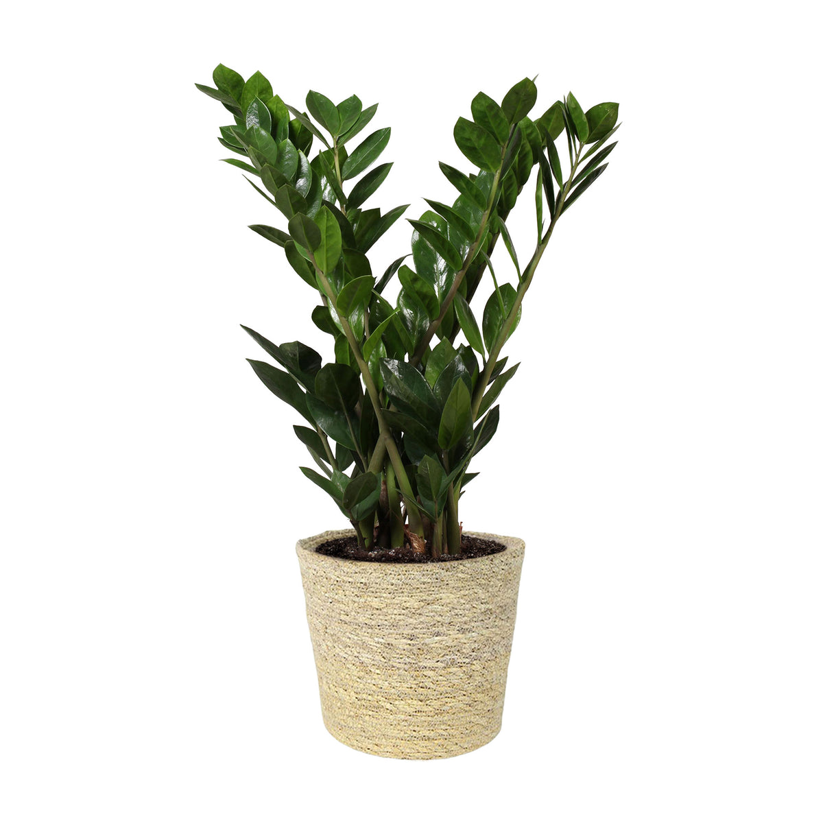 ZZ Plant Zamioculcas zamiifolia incl. natural-coloured wicker basket