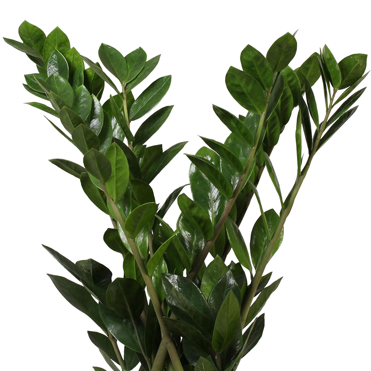ZZ Plant Zamioculcas zamiifolia incl. natural-coloured wicker basket