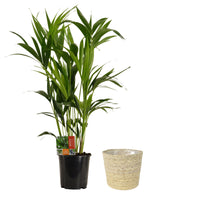 Indoor palm Howea forsteriana XL with natural-coloured wicker basket