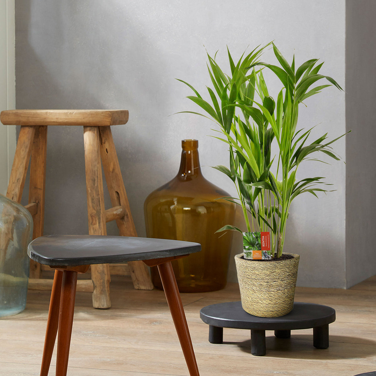 Indoor palm Howea forsteriana XL with natural-coloured wicker basket