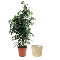 Weeping fig Ficus benjamina 'Danielle' with natural-coloured wicker basket