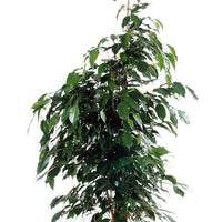 Weeping fig Ficus benjamina 'Danielle' with natural-coloured wicker basket