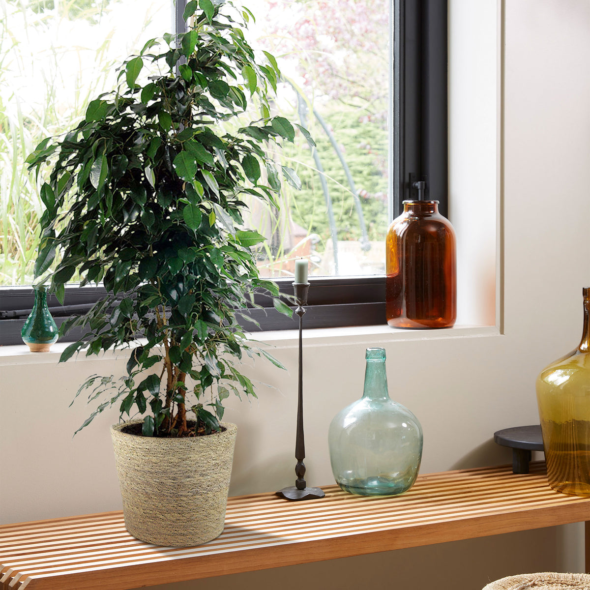Weeping fig Ficus benjamina 'Danielle' with natural-coloured wicker basket