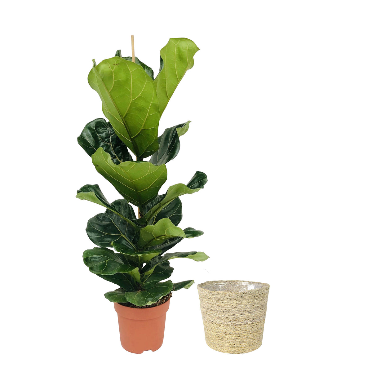 Fiddle-leaf fig plant Ficus lyrata with natural-coloured wicker basket