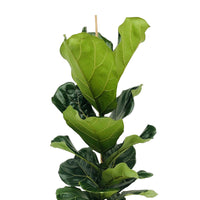 Fiddle-leaf fig plant Ficus lyrata with natural-coloured wicker basket