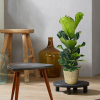 Fiddle-leaf fig plant Ficus lyrata with natural-coloured wicker basket