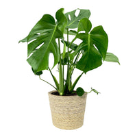 Swiss cheese plant Monstera deliciosa with natural-coloured wicker basket