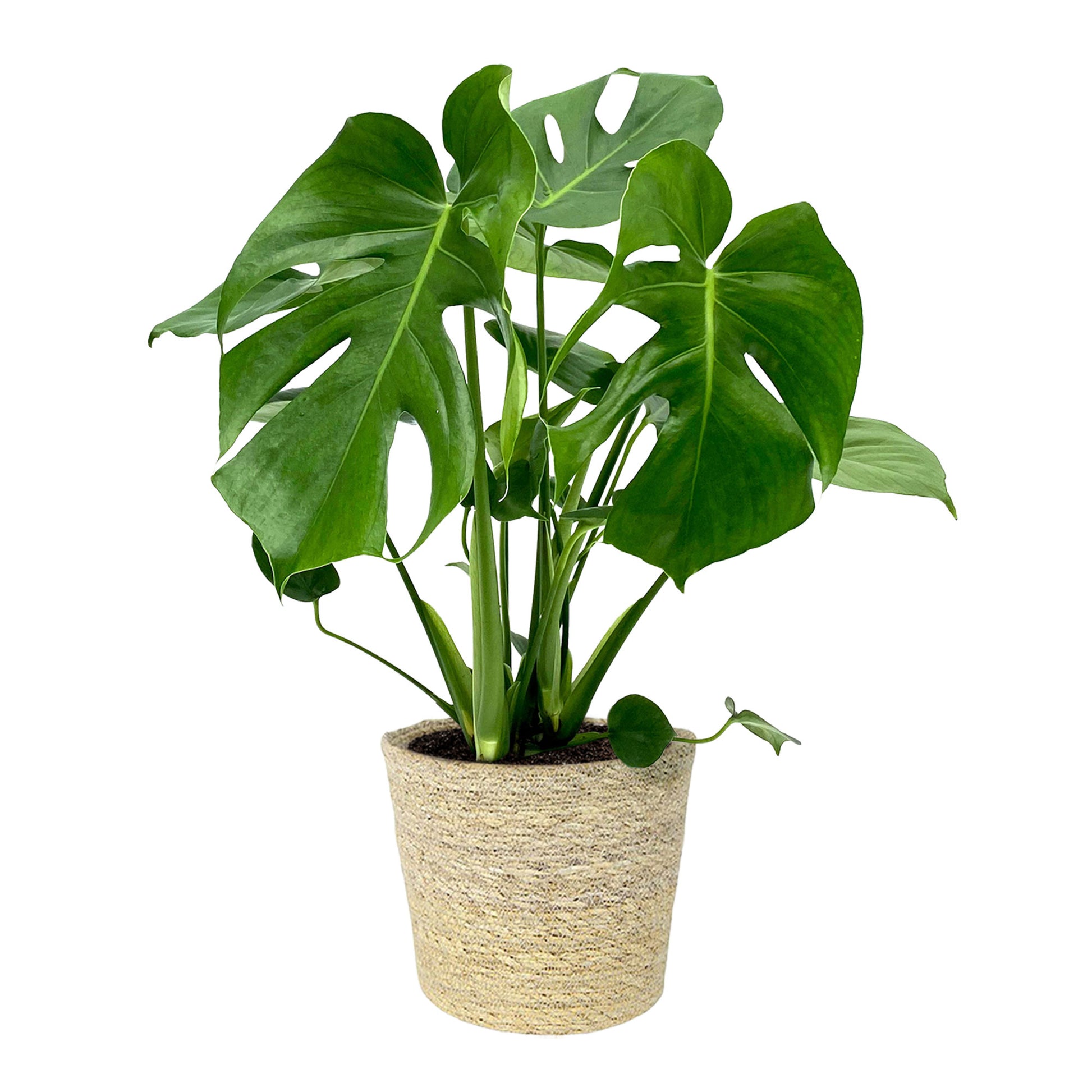monstera plant in basket Swiss cheese plant Monstera deliciosa with natural-coloured wicker basket