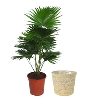 Fan palm Livistona rotundifolia with natural-coloured wicker basket