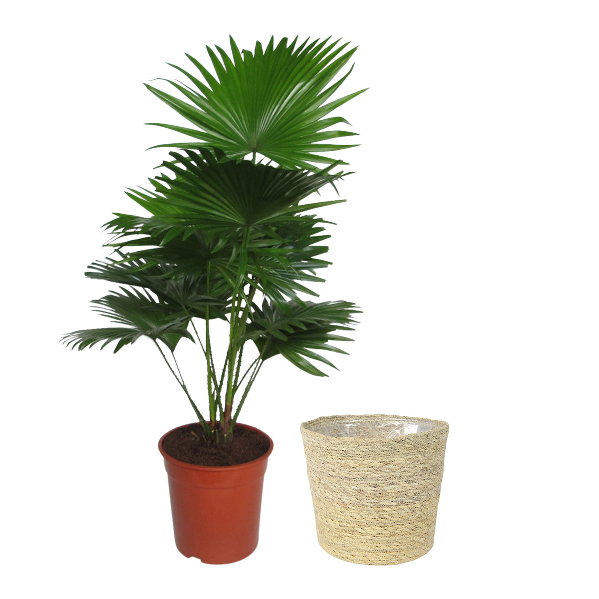 Fan palm Livistona rotundifolia with natural-coloured wicker basket