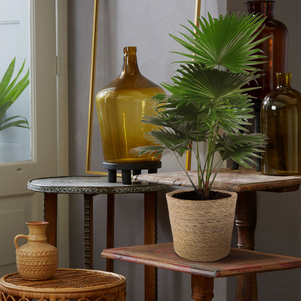 Fan palm Livistona rotundifolia with natural-coloured wicker basket