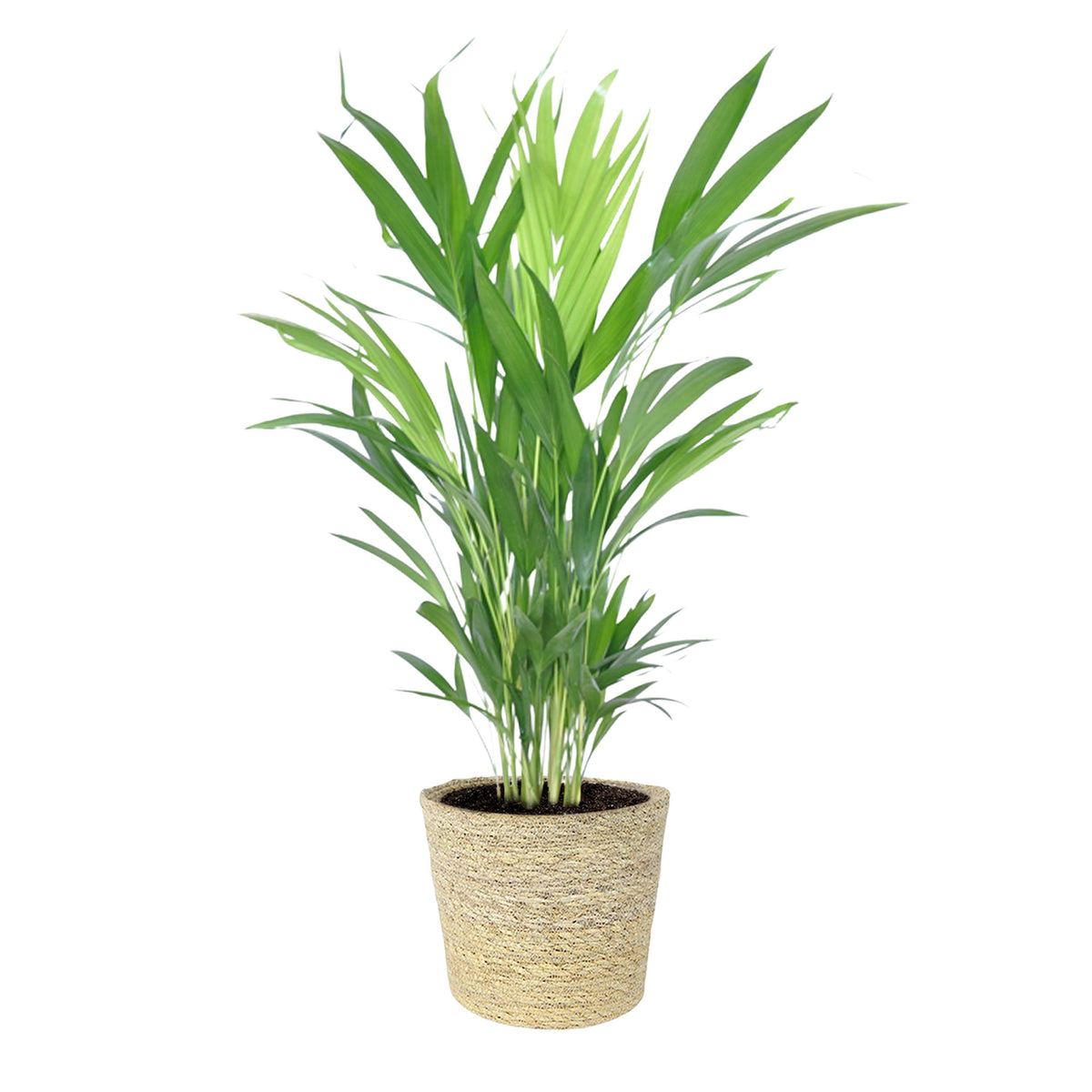Areca palm Dypsis lutescens with natural-coloured wicker basket