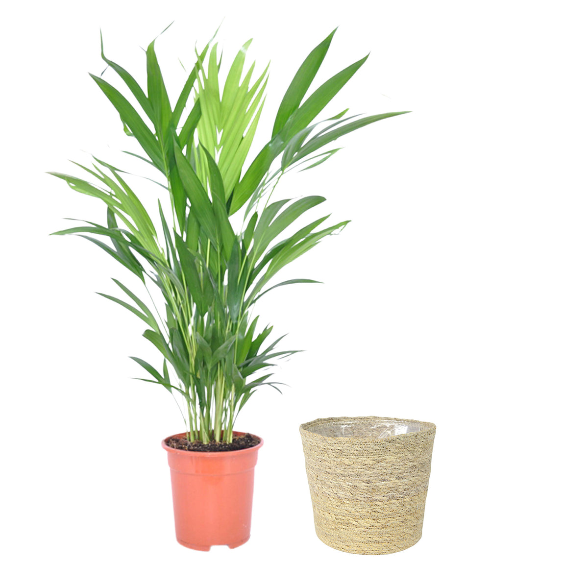 Areca palm Dypsis lutescens with natural-coloured wicker basket