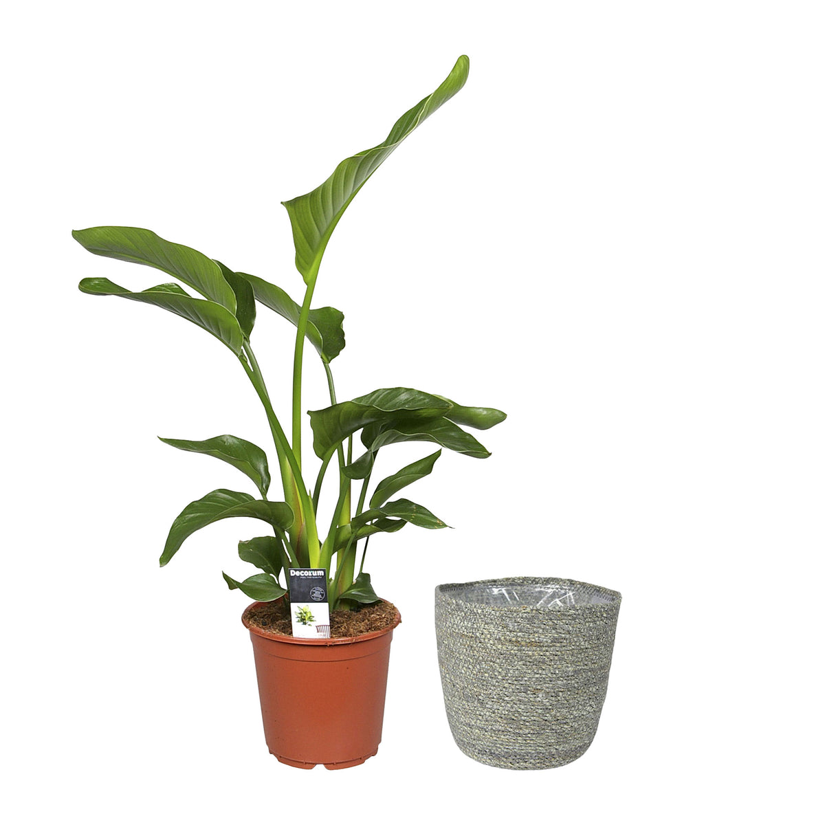Fan palm Strelitzia XL 'Nicolai' with grey wicker basket