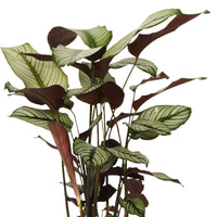 Shadow plant Calathea 'White Star' with grey wicker basket
