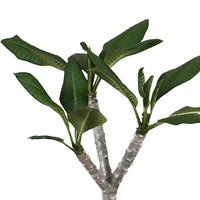 Temple Tree Frangipani Plumeria 'Hawaiian' Pink incl. grey wicker basket