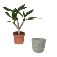 Temple Tree Frangipani Plumeria 'Hawaiian' Pink incl. grey wicker basket