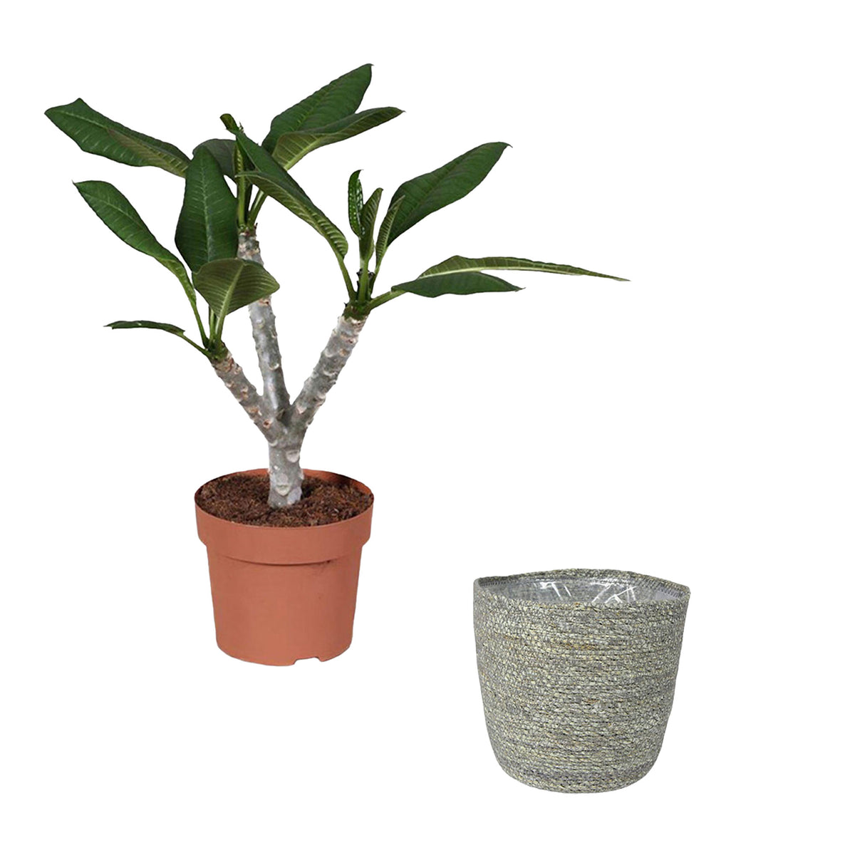 Temple Tree Frangipani Plumeria 'Hawaiian' Pink incl. grey wicker basket