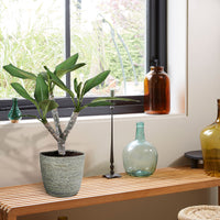 Temple Tree Frangipani Plumeria 'Hawaiian' Pink incl. grey wicker basket