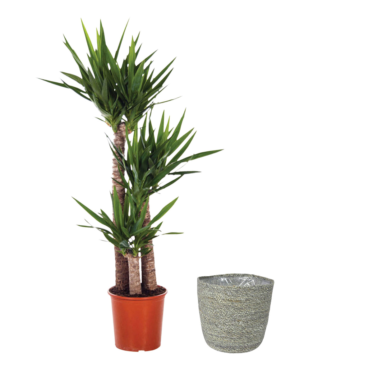 Yucca Yucca elephantipes with grey wicker basket