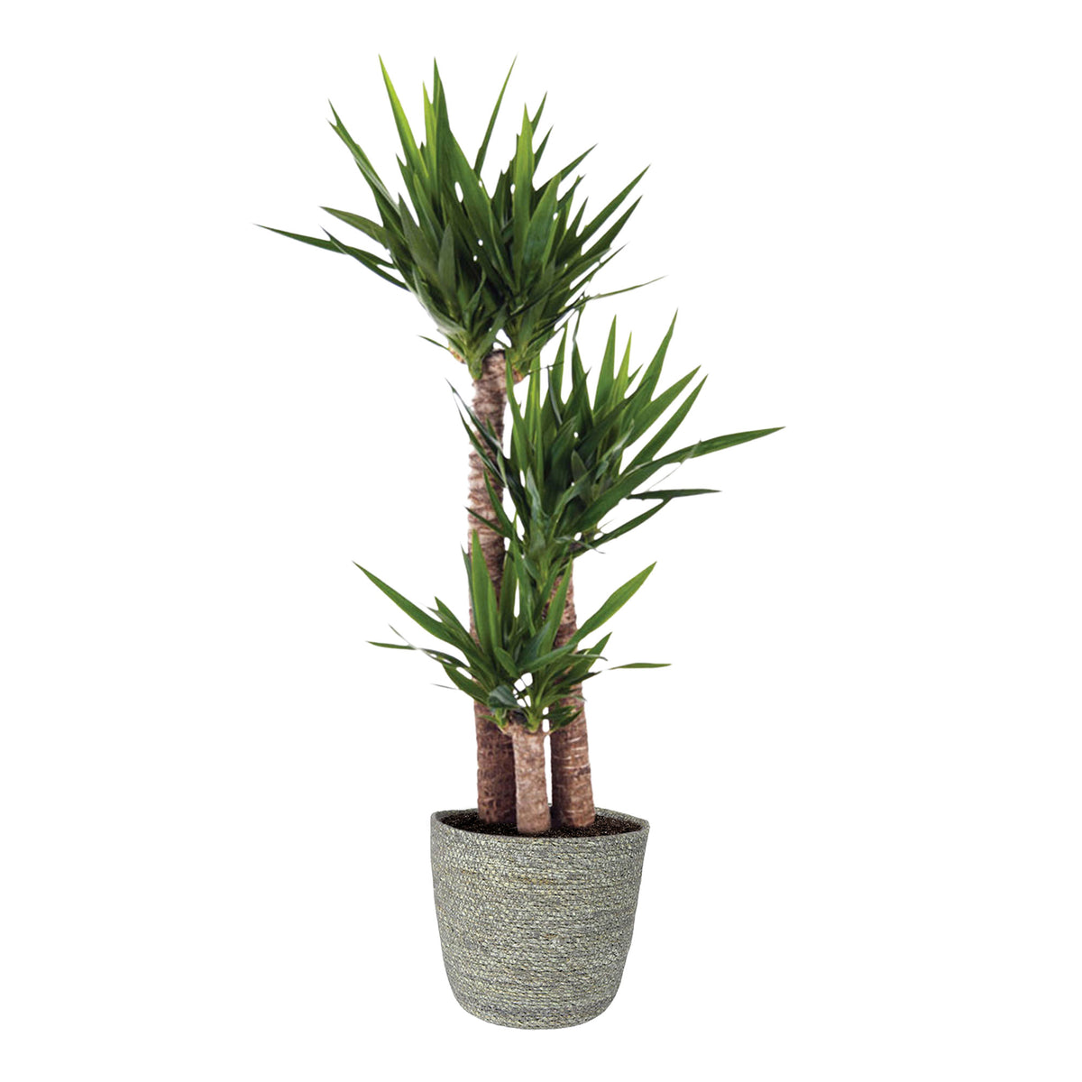 Yucca Yucca elephantipes with grey wicker basket