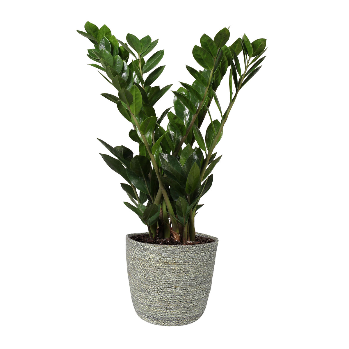 ZZ Plant Zamioculcas zamiifolia incl. grey wicker basket