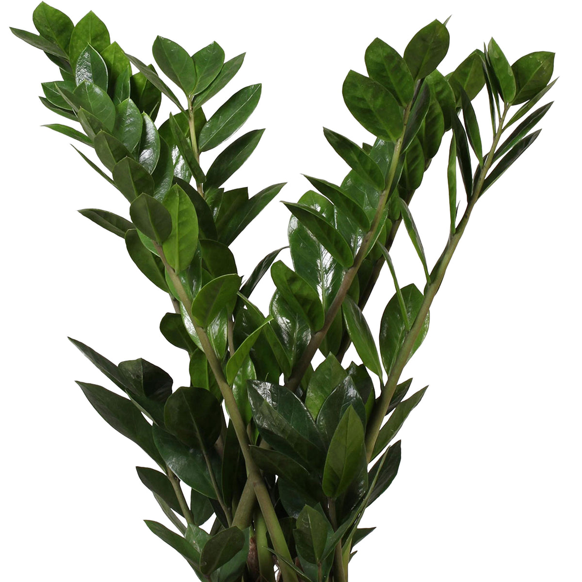 ZZ Plant Zamioculcas zamiifolia incl. grey wicker basket