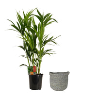 Indoor palm Howea forsteriana XL with grey wicker basket