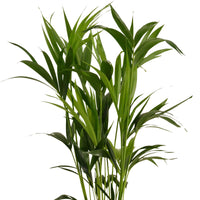 Indoor palm Howea forsteriana XL with grey wicker basket