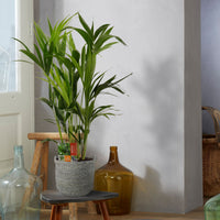 Indoor palm Howea forsteriana XL with grey wicker basket
