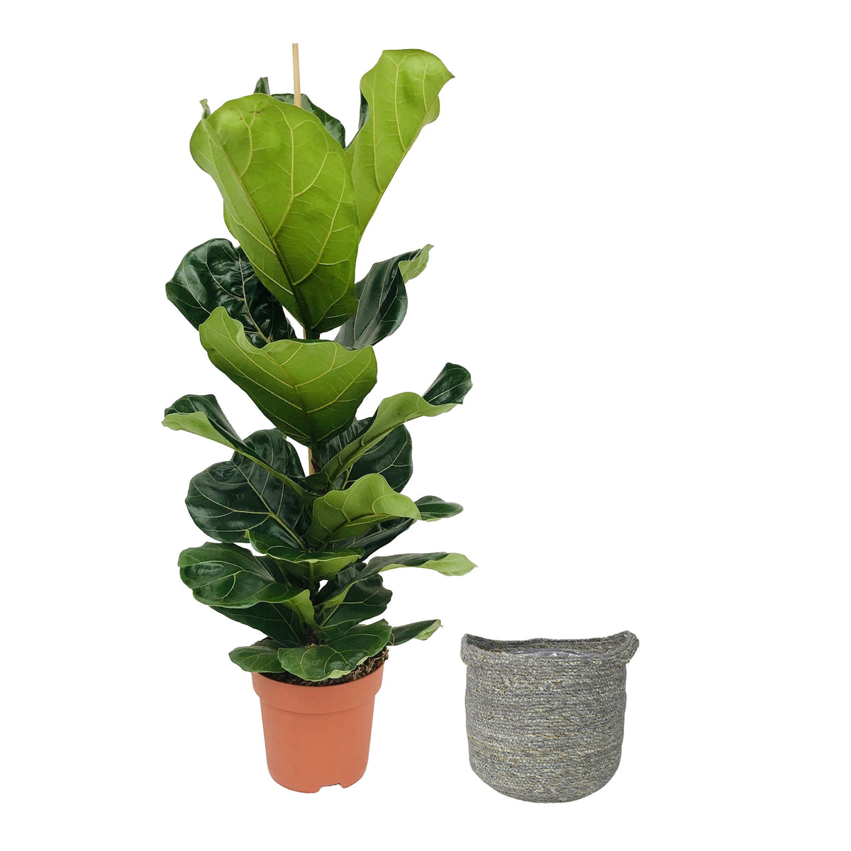 Fiddle-leaf fig plant Ficus lyrata with grey wicker basket