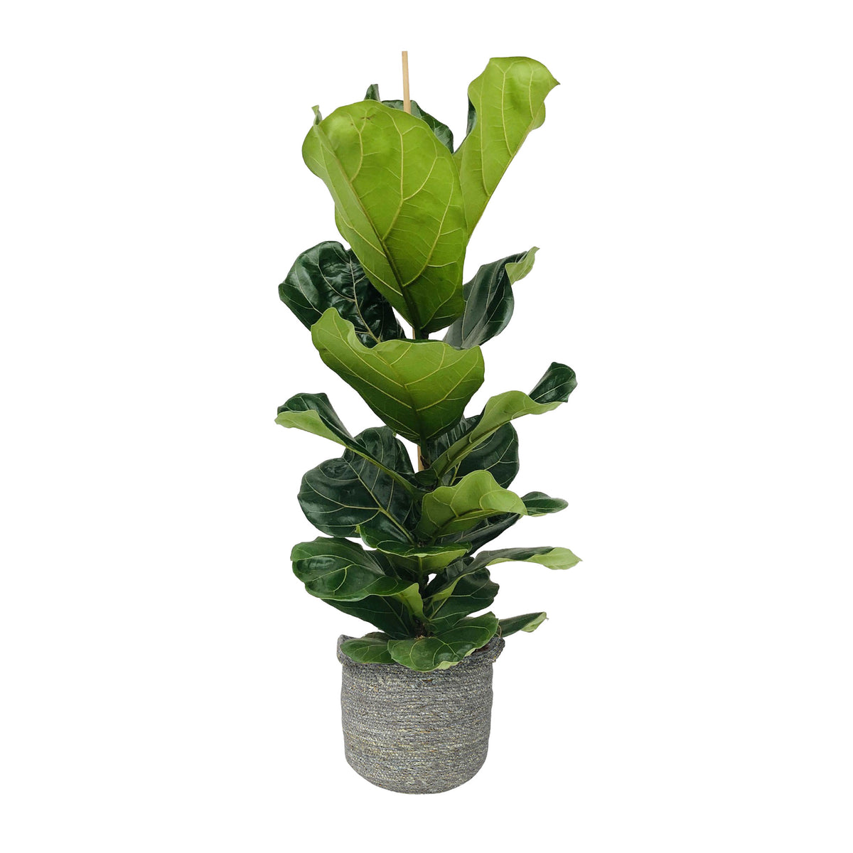 Fiddle-leaf fig plant Ficus lyrata with grey wicker basket