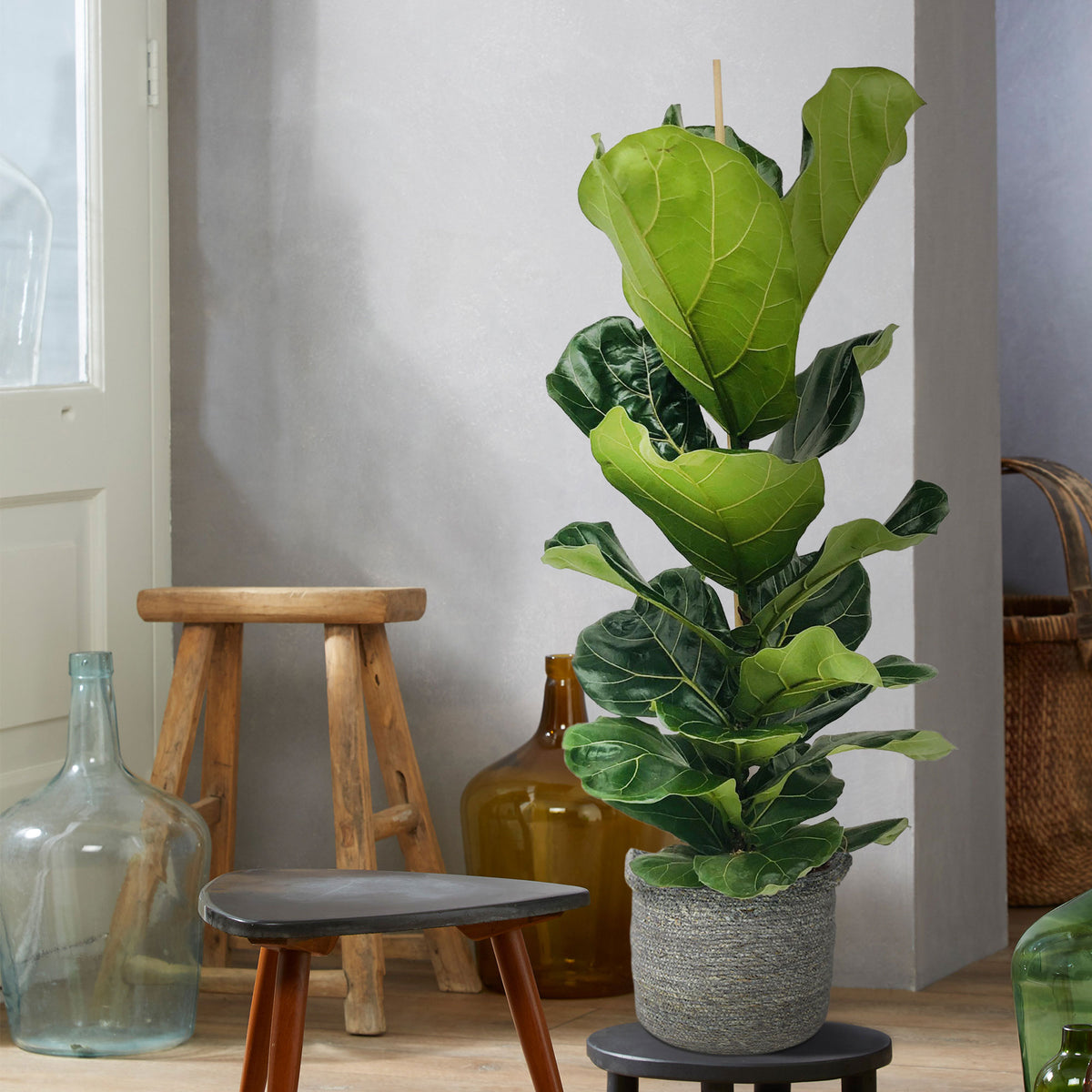 Fiddle-leaf fig plant Ficus lyrata with grey wicker basket