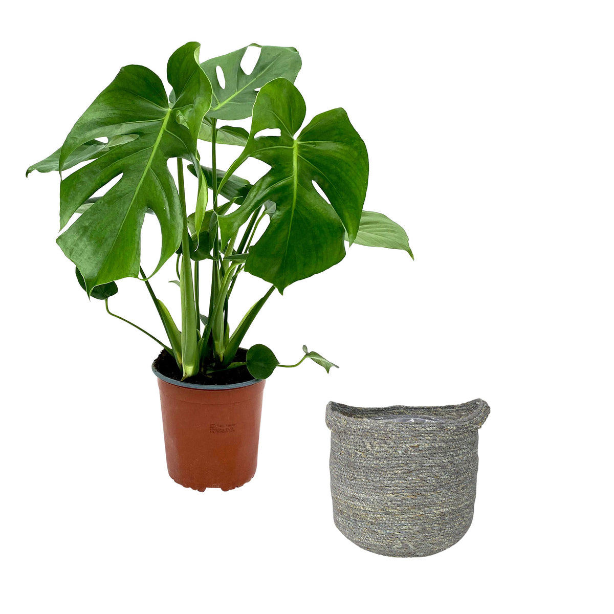 Swiss cheese plant Monstera deliciosa with grey wicker basket