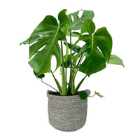 Swiss cheese plant Monstera deliciosa with grey wicker basket
