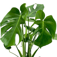 Swiss cheese plant Monstera deliciosa with grey wicker basket