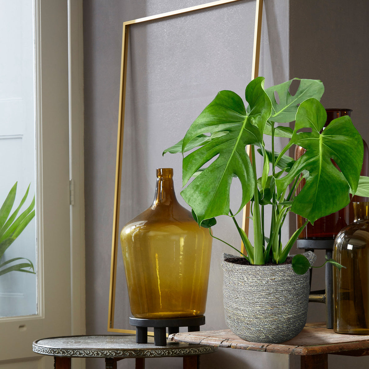 Swiss cheese plant Monstera deliciosa with grey wicker basket